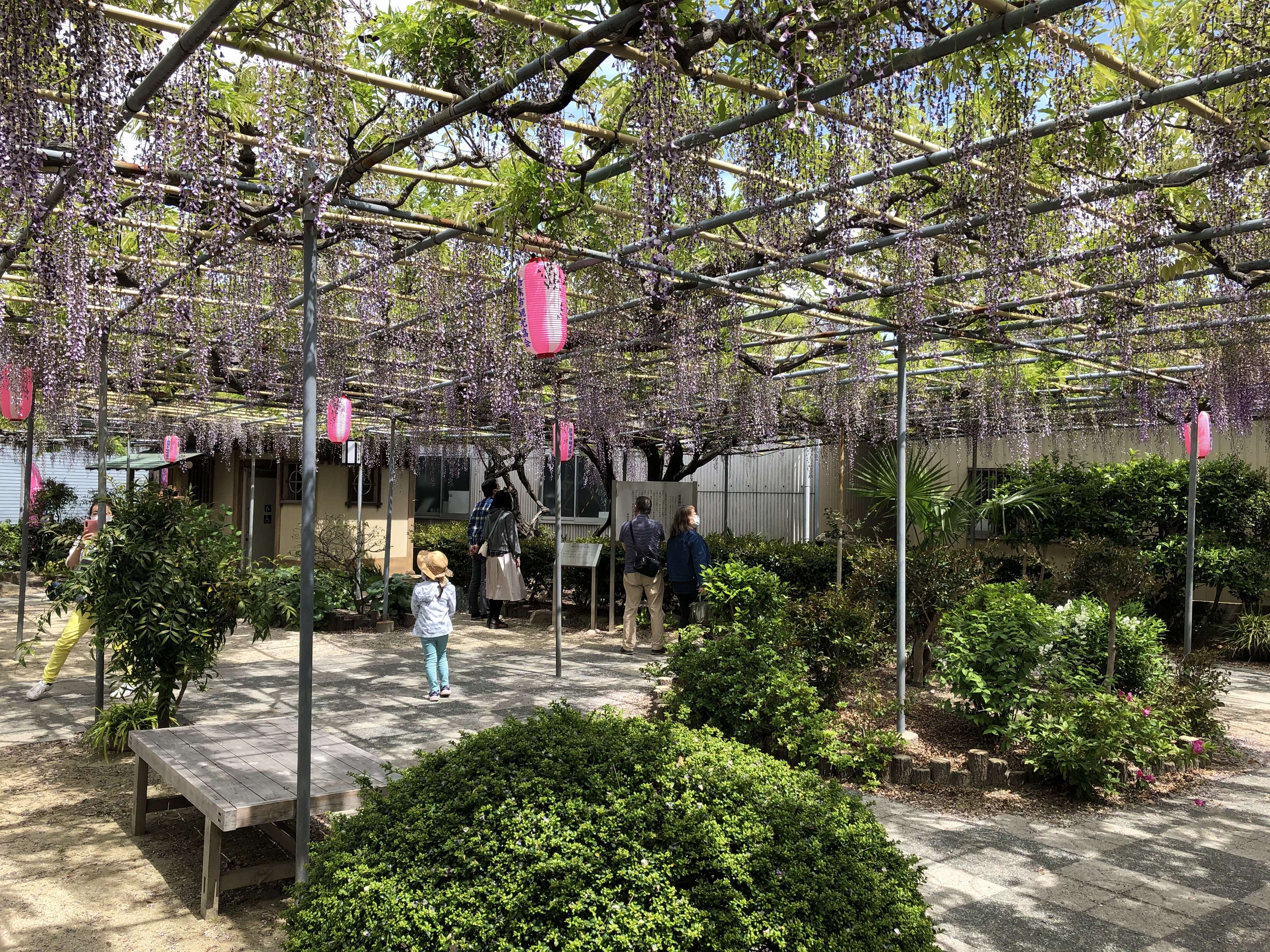 Plancia ëd Wisteria floribunda (Willd.) DC.