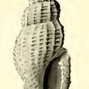 Image of Pseudodaphnella retellaria Hedley 1922