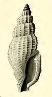 Image of Pseudodaphnella retellaria Hedley 1922