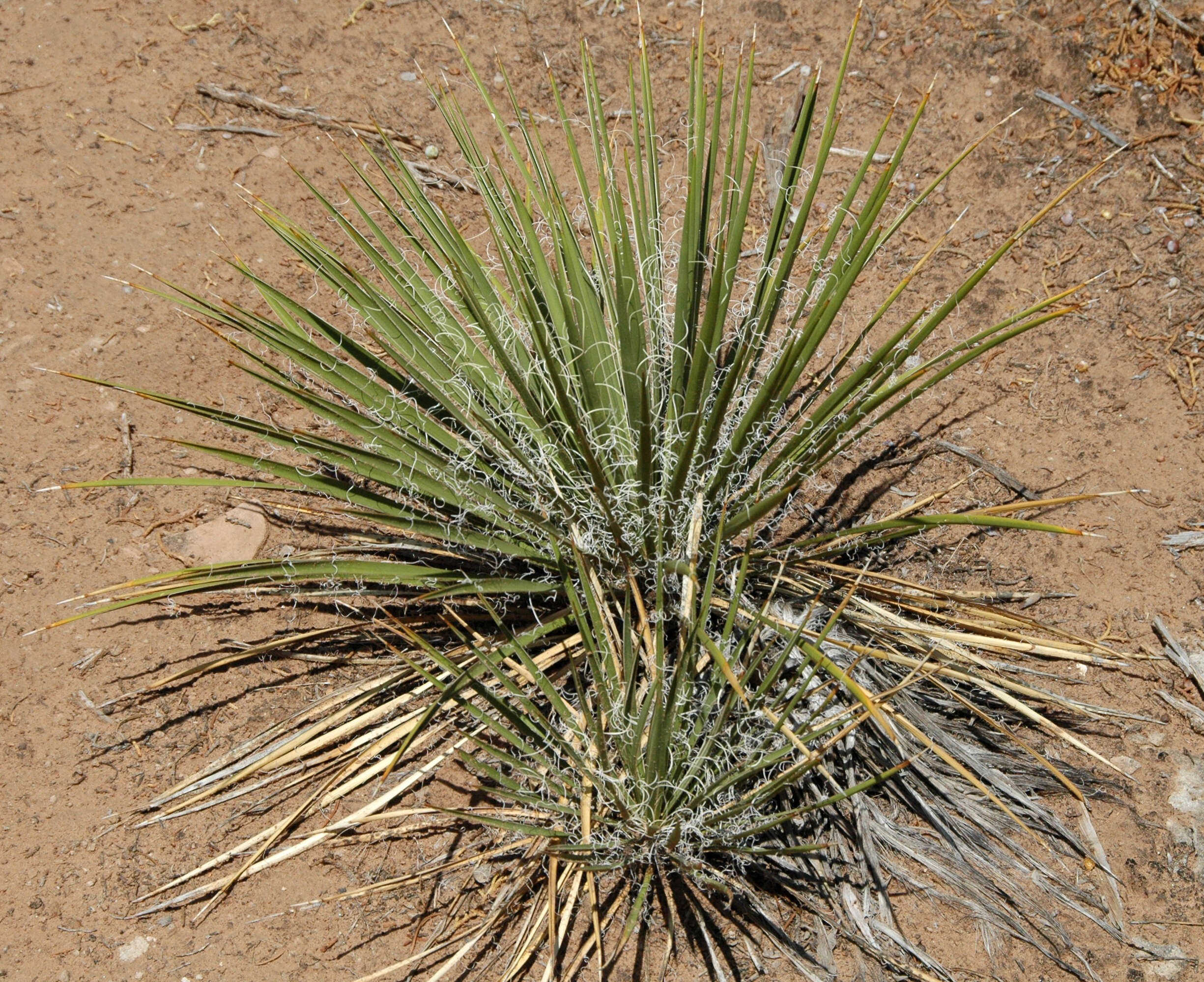 Image of soapweed yucca