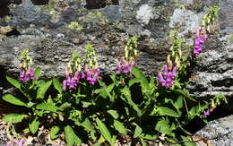 Image of Digitalis thapsi L.