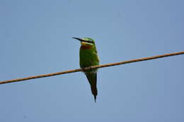 Image of Blue-cheeked Bee-eater