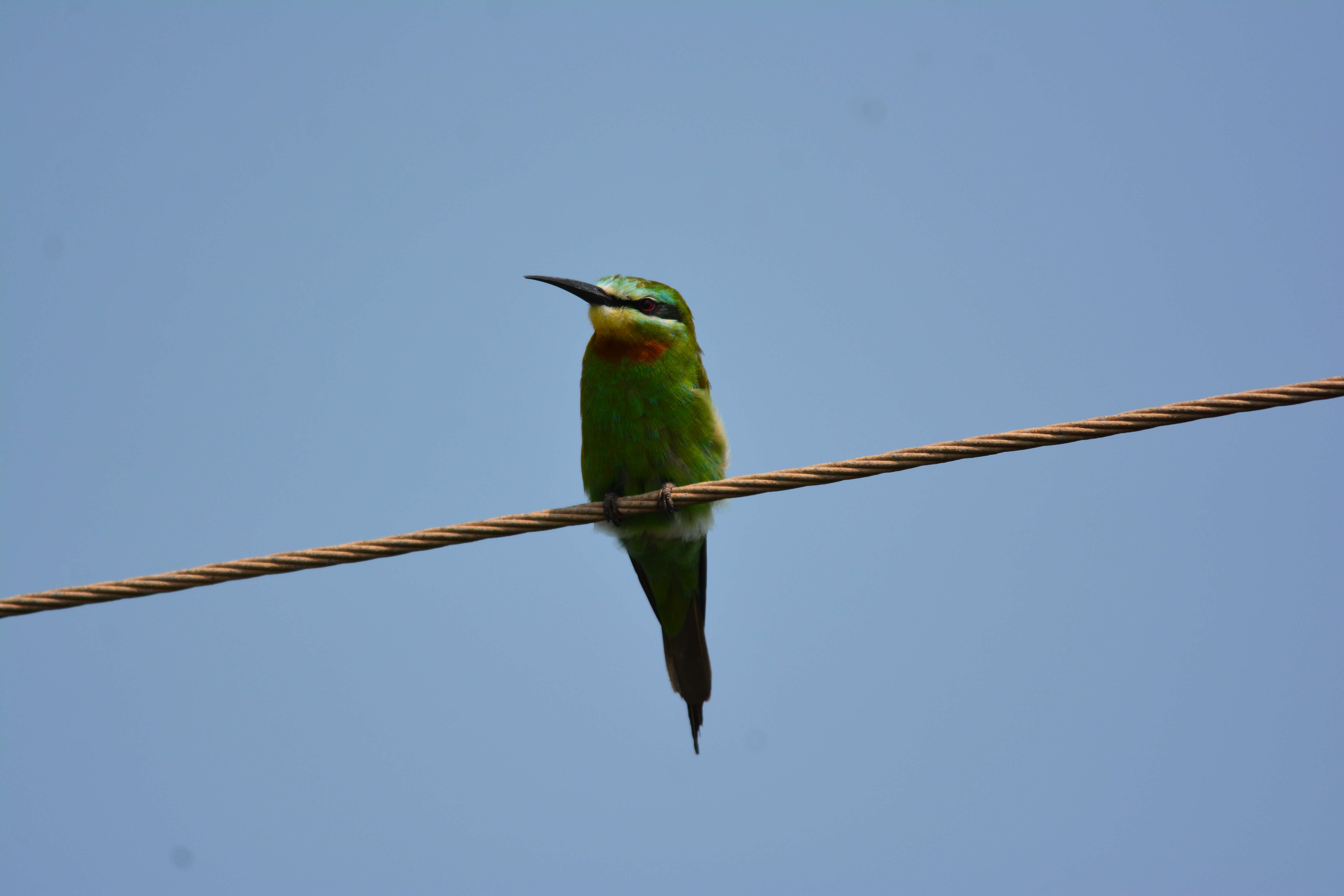 Image of Blue-cheeked Bee-eater