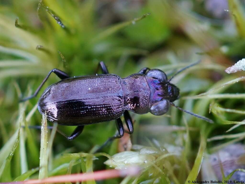 Image of Rough-necked Springtail-stalker