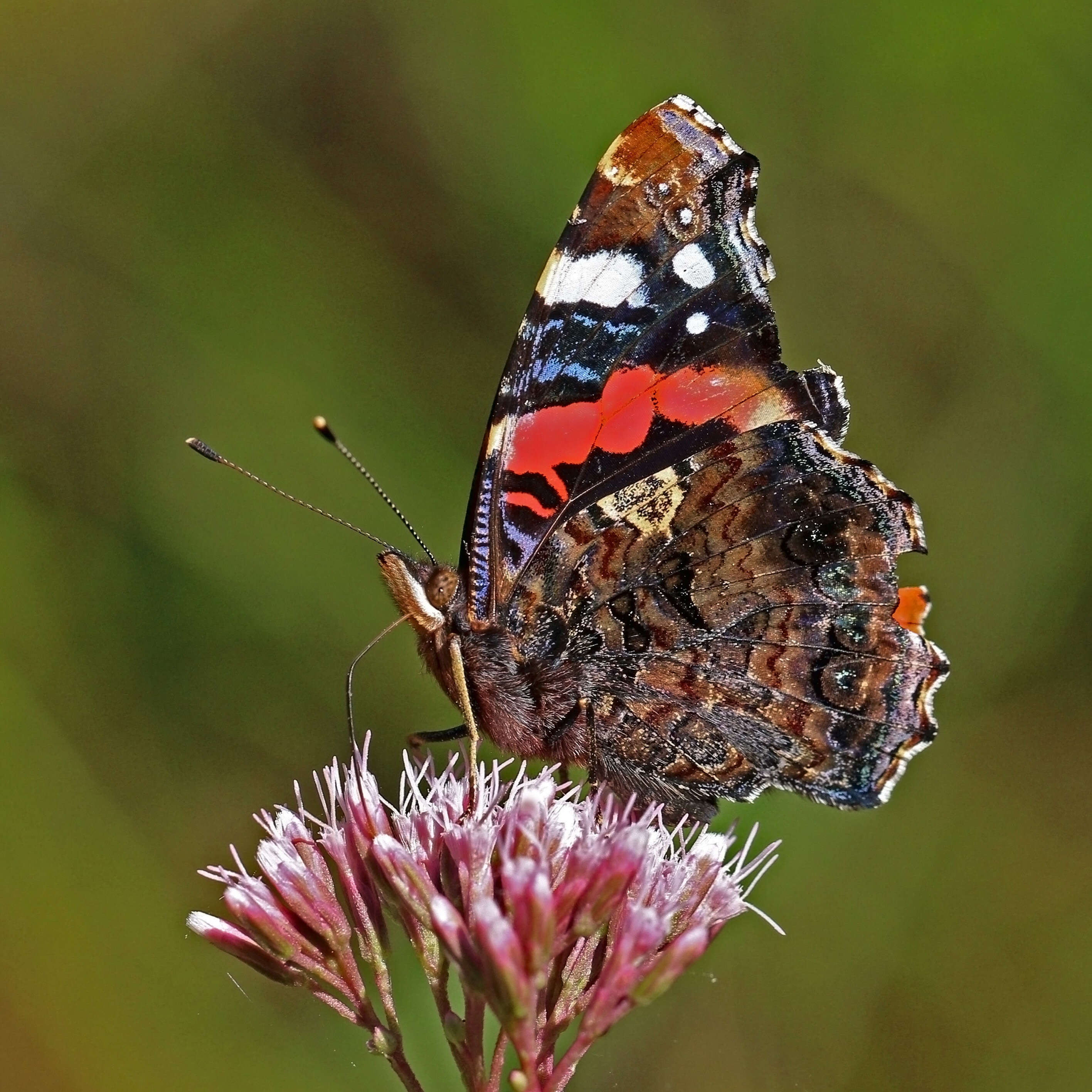 Image of Red Admiral