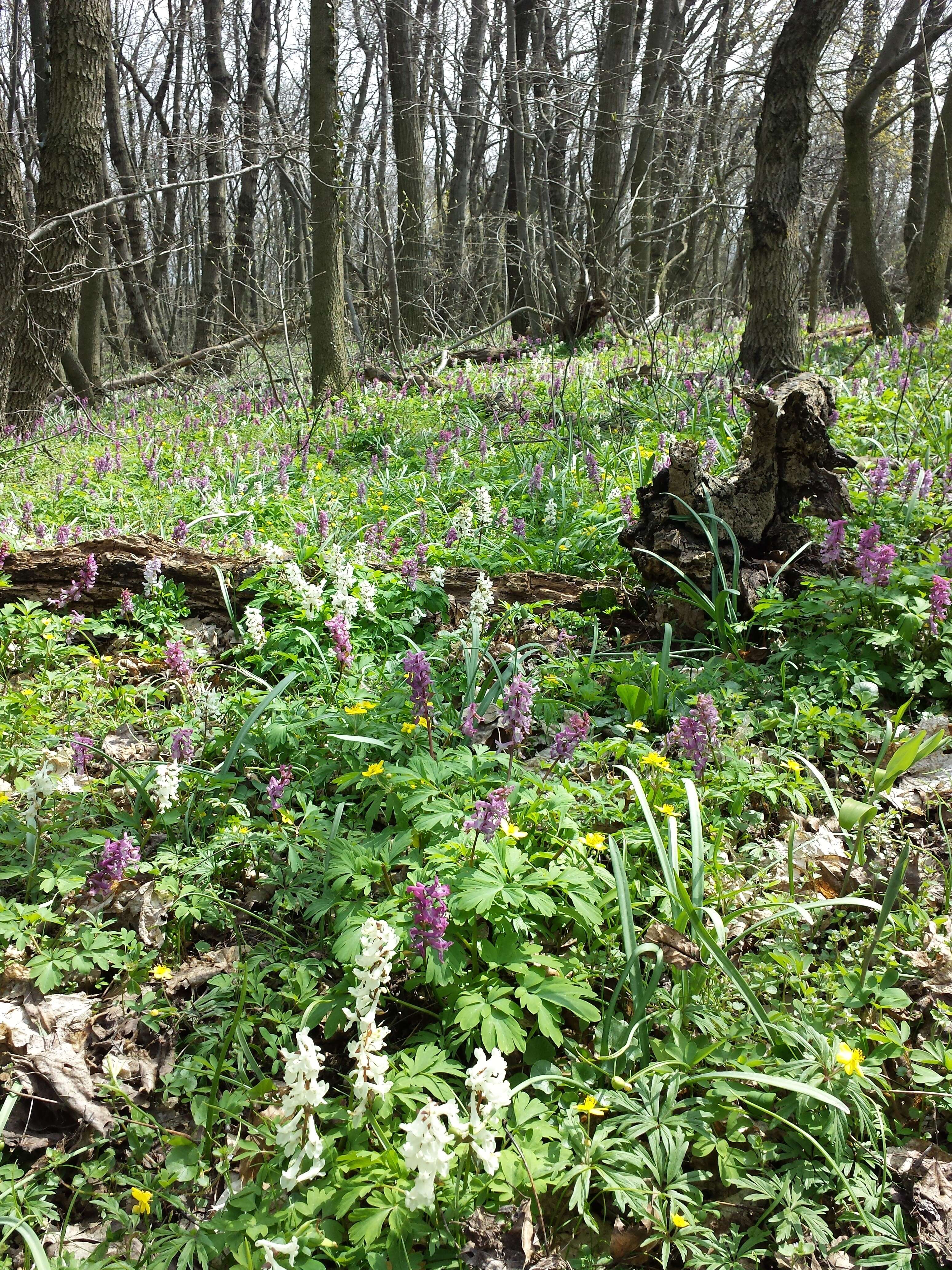 Слика од Corydalis cava (L.) Schweigger & Koerte