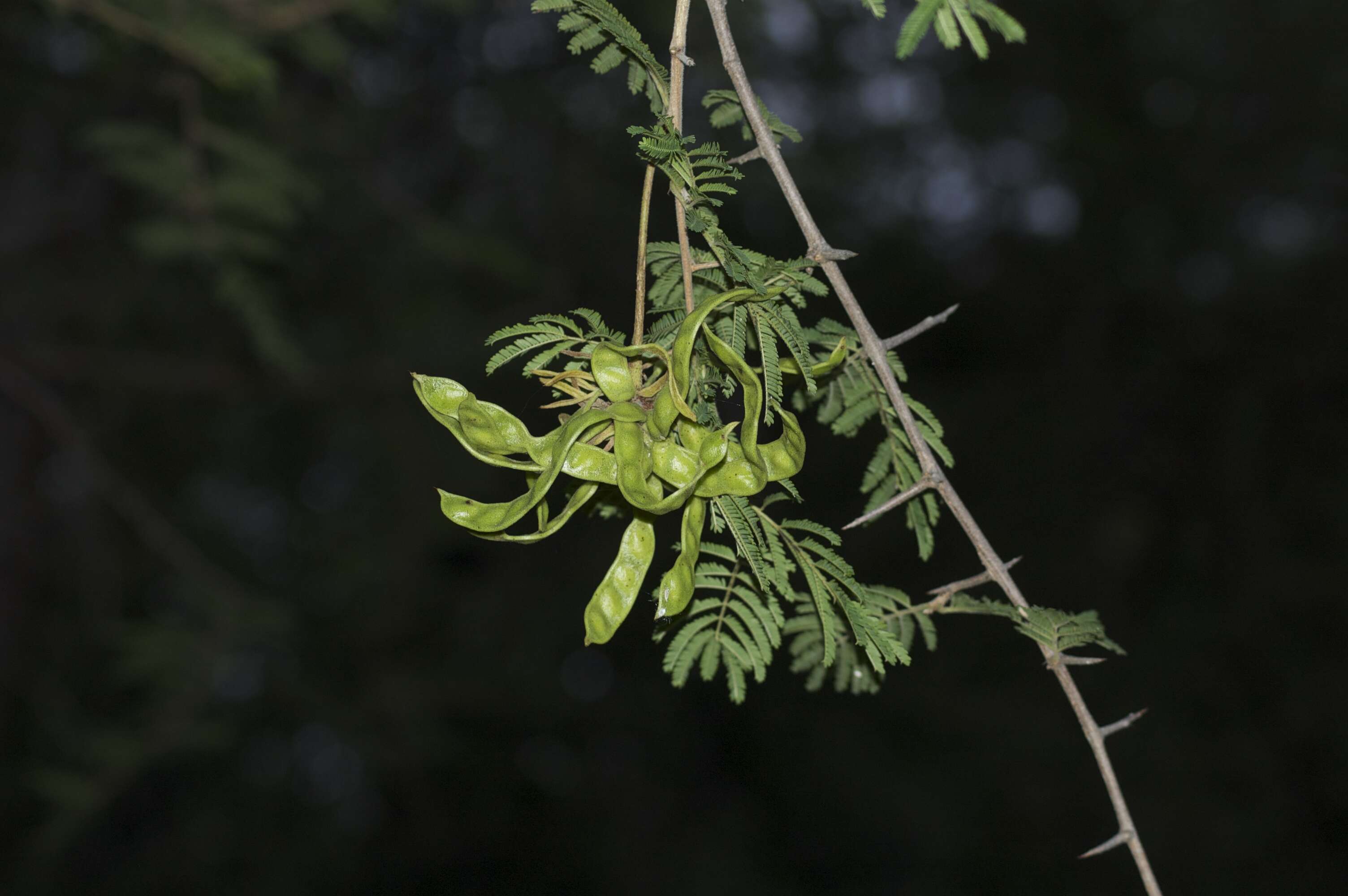 Imagem de Dichrostachys cinerea (L.) Wight & Arn.