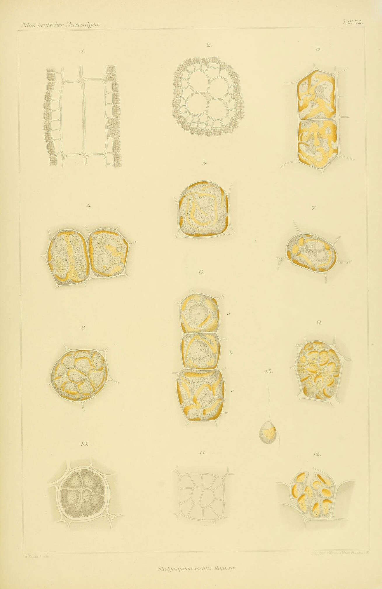 Image of Stictyosiphon tortilis