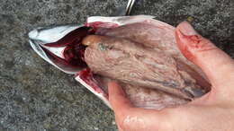 Image of Atlantic Mackerel