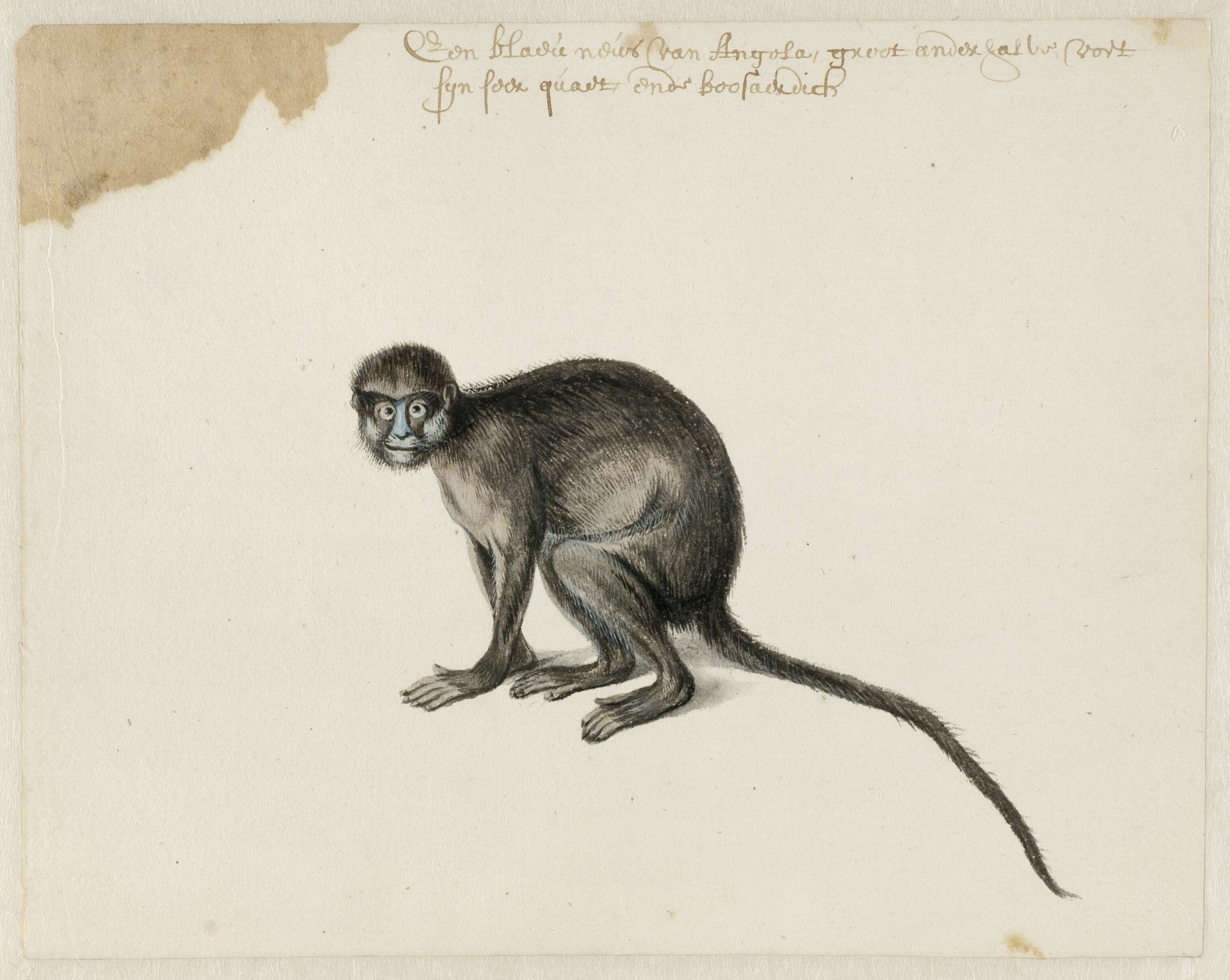 Слика од Cercopithecus cephus (Linnaeus 1758)