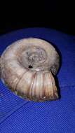 Image of Great Ram's Horn Snail