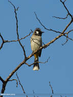 Image of Himalayan Bulbul