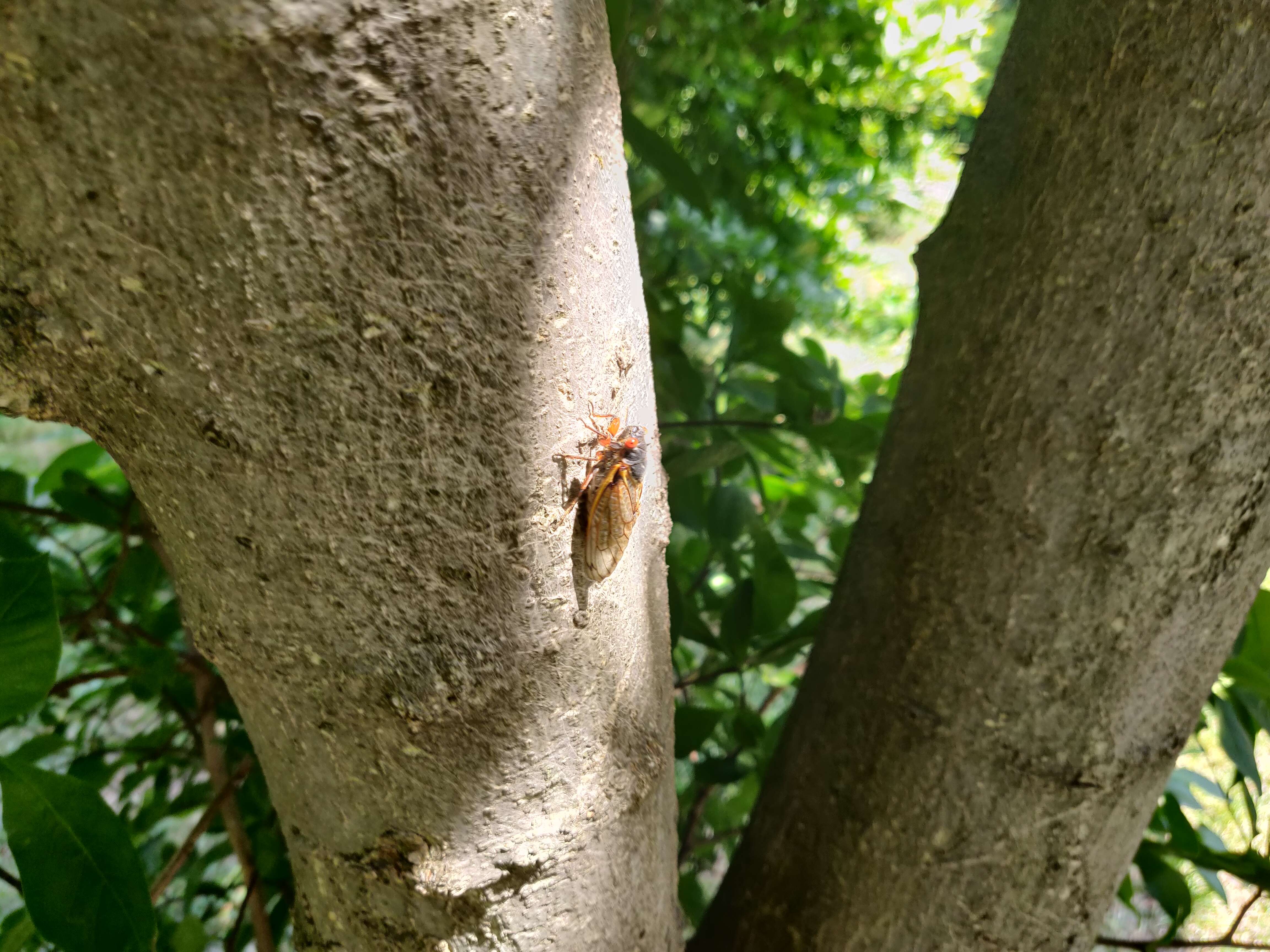 Image of Cicada