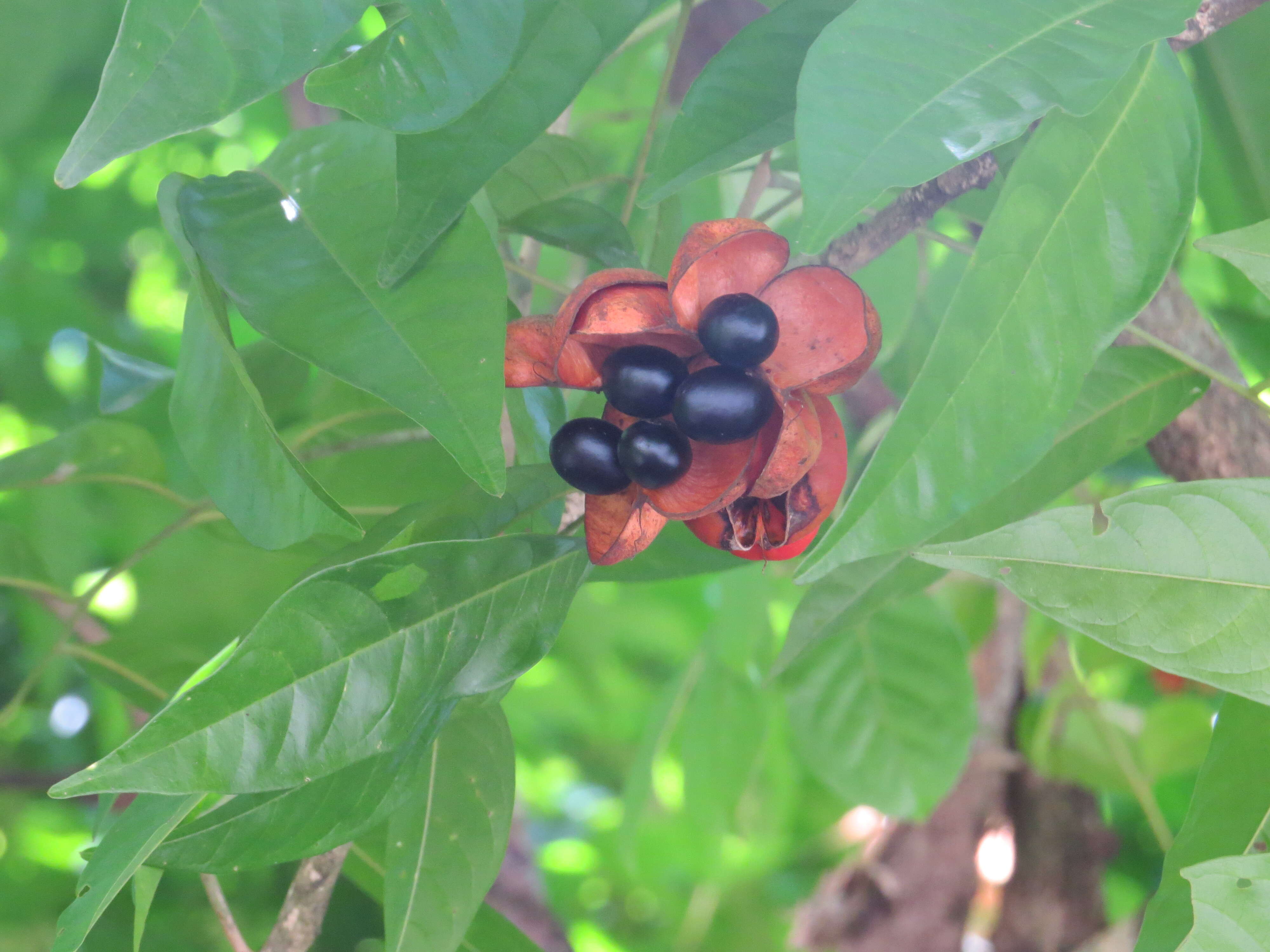 Image of tulip-wood tree