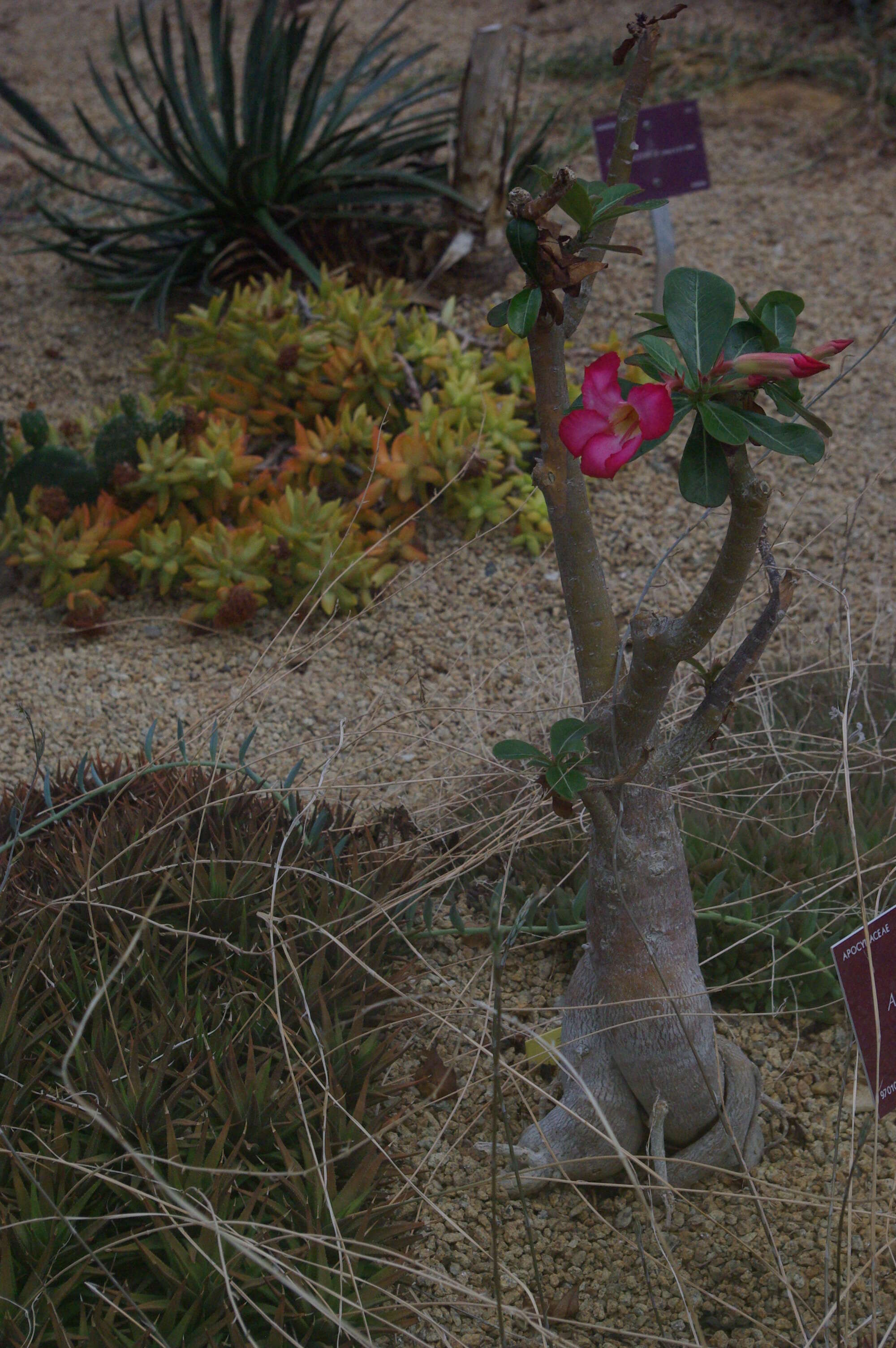 Image of Desert Rose