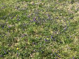 Image of common blue violet