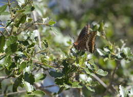 Image of Two-tailed Pasha