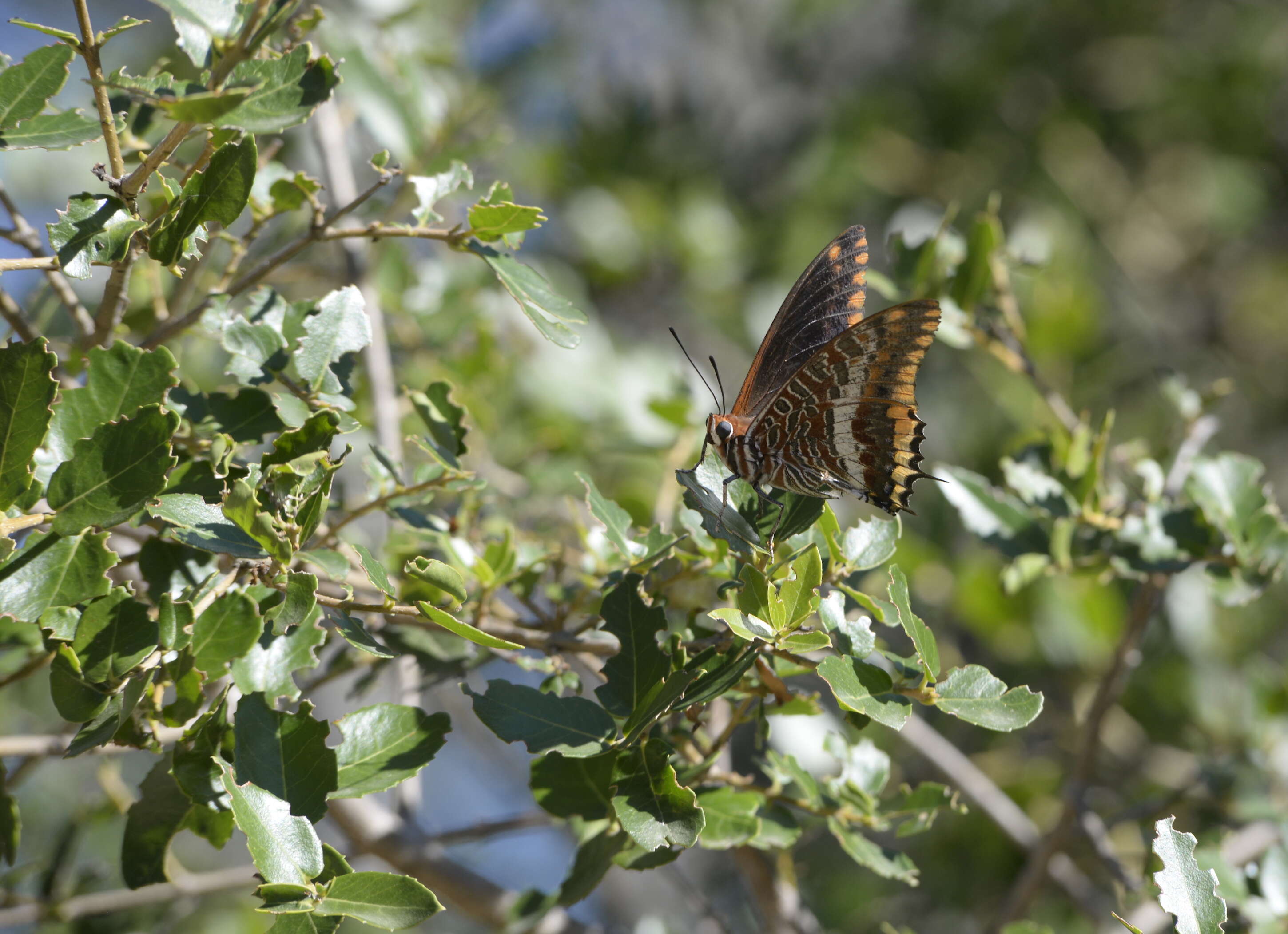 Charaxes jasius Linnaeus 1767的圖片