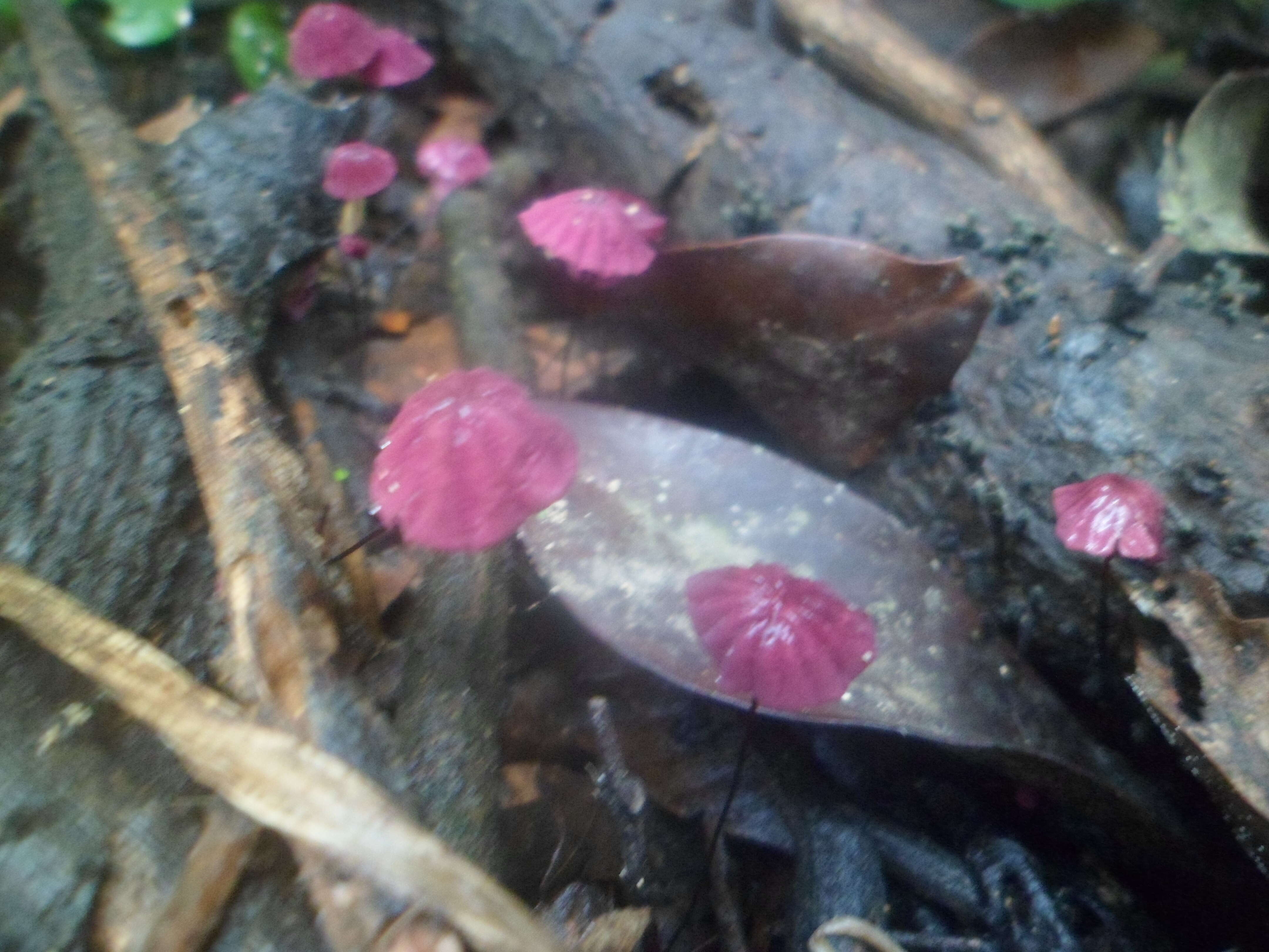 Image of Cruentomycena