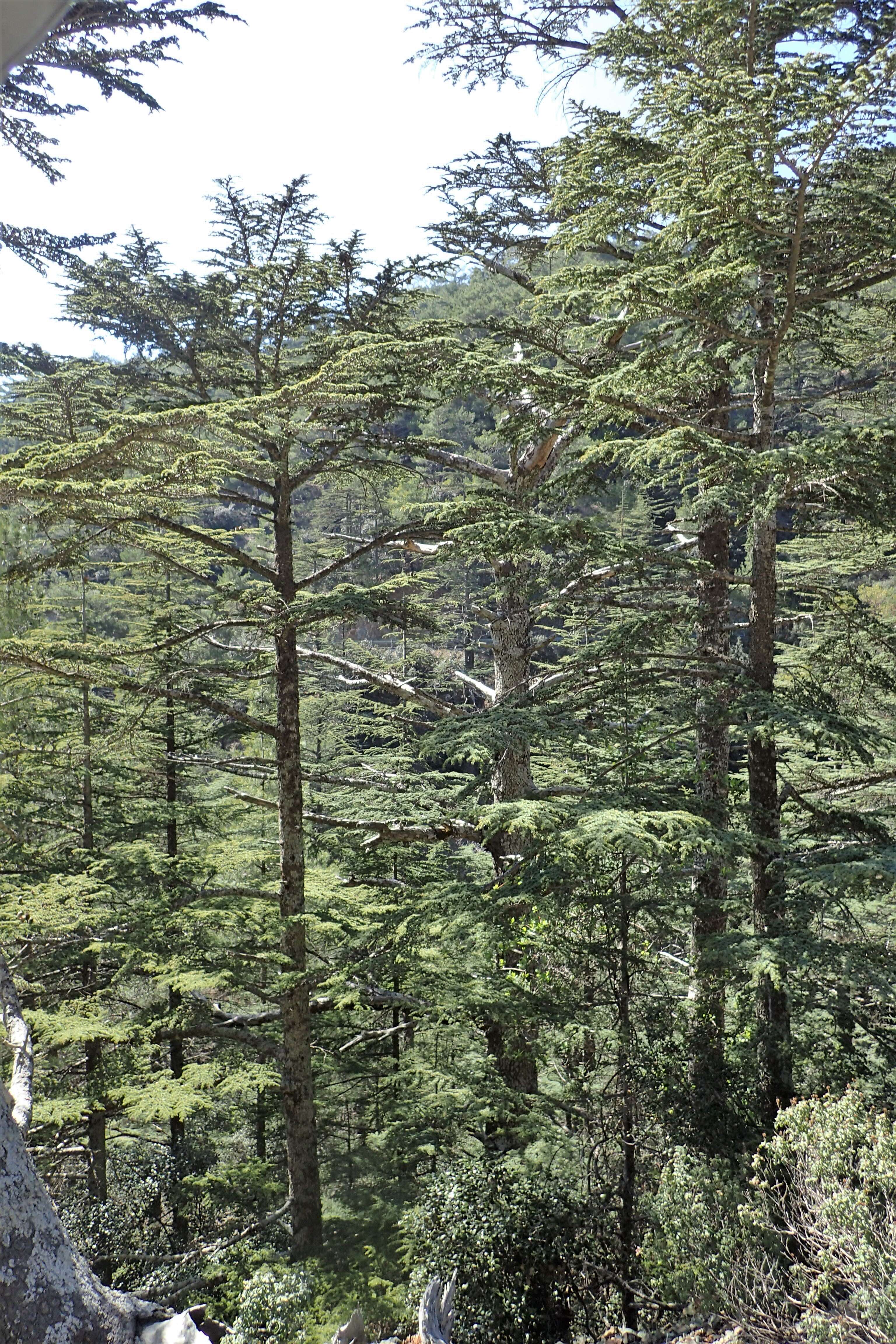 Image of Cyprus Cedar