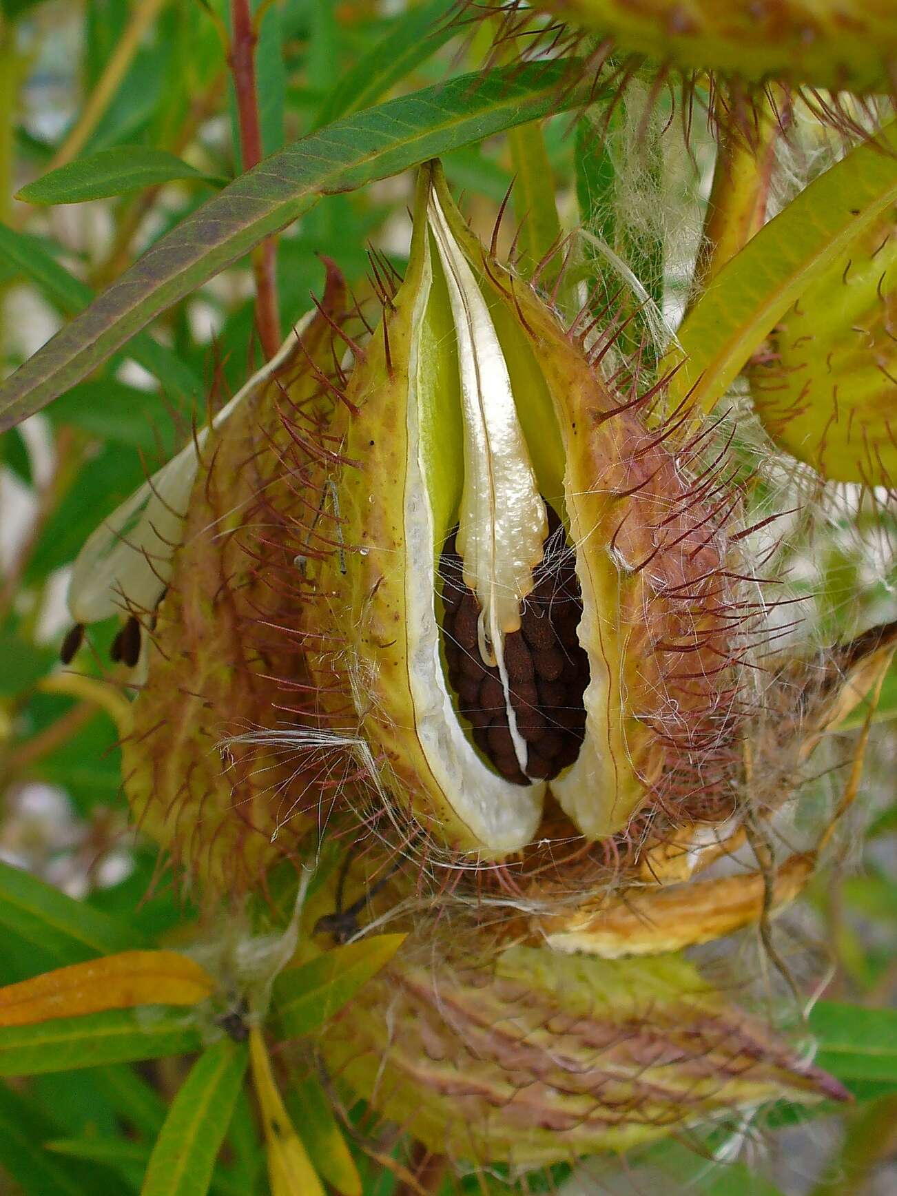 Слика од Gomphocarpus fruticosus subsp. fruticosus