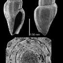 Image of Mangelia loraeformis Dall 1927