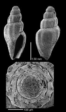 Imagem de Mangelia loraeformis Dall 1927