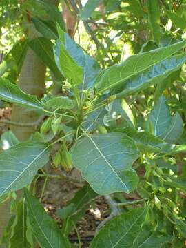 Image of oakleaf carica