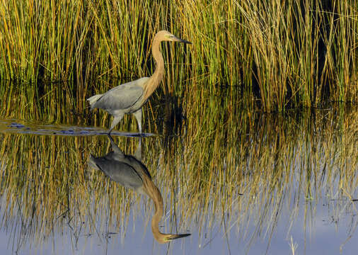 Image of Reddish Egret