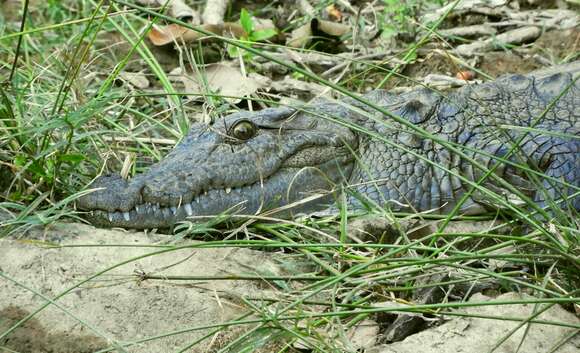 Image of Broad-snouted Crocodile