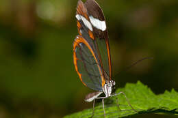 Image of Glass Wing