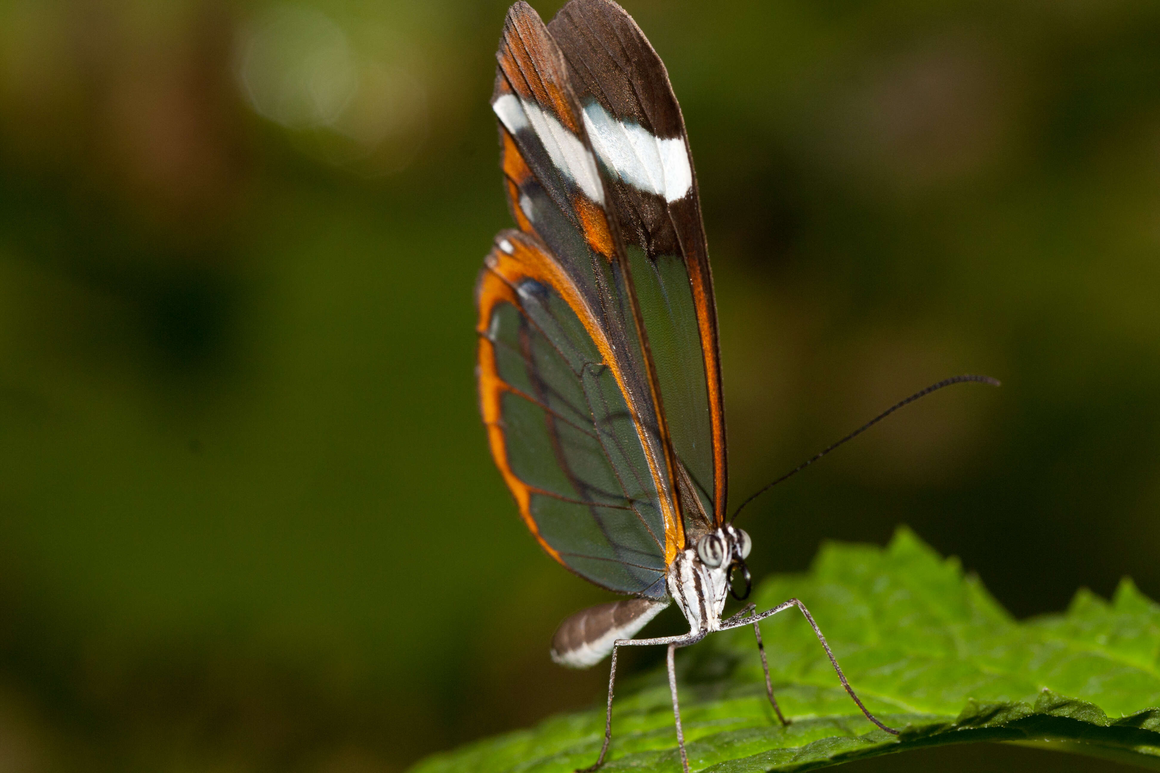 Image of Glass Wing