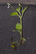 Image of Wood speedwell