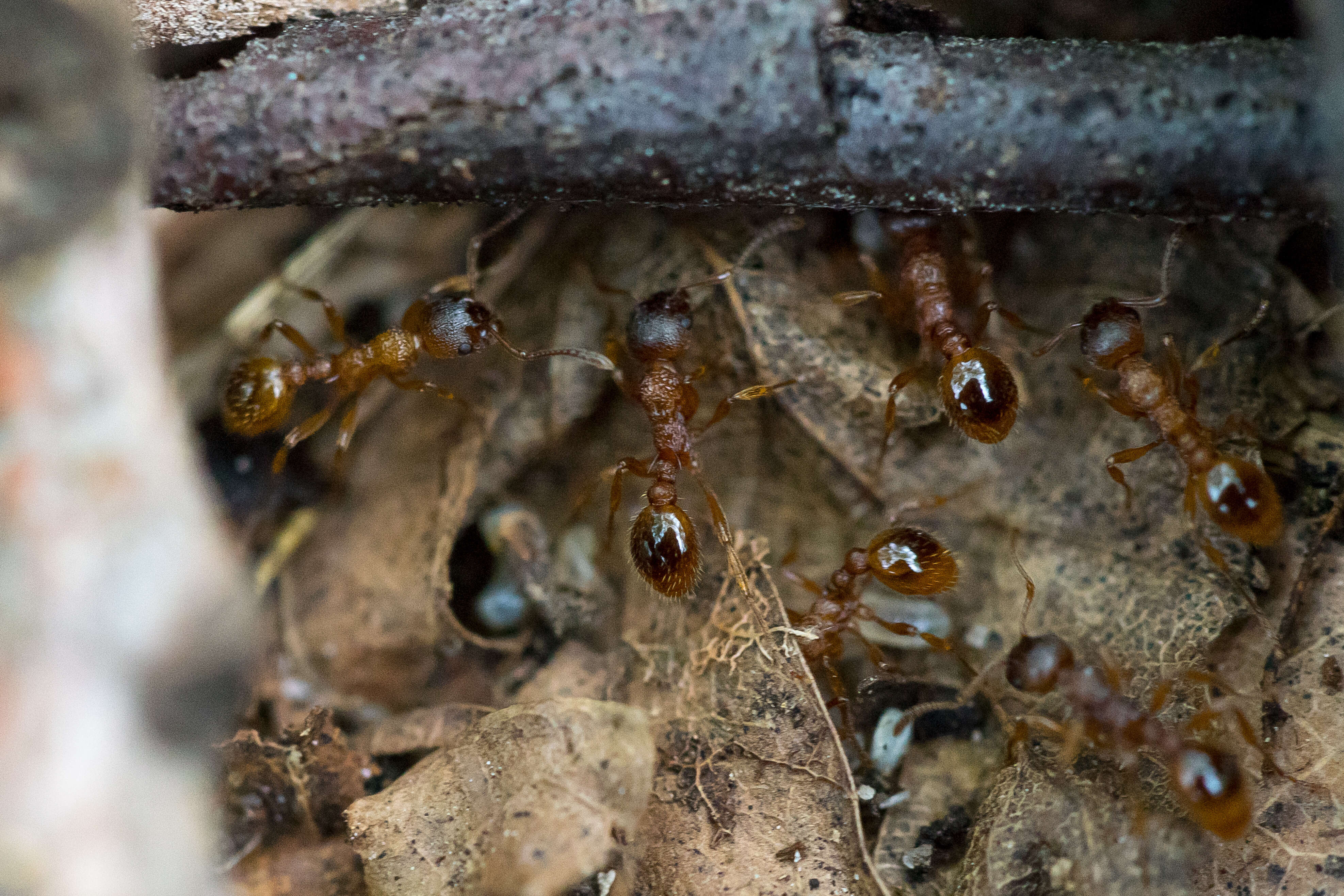 Image of Myrmica ruginodis Nylander 1846