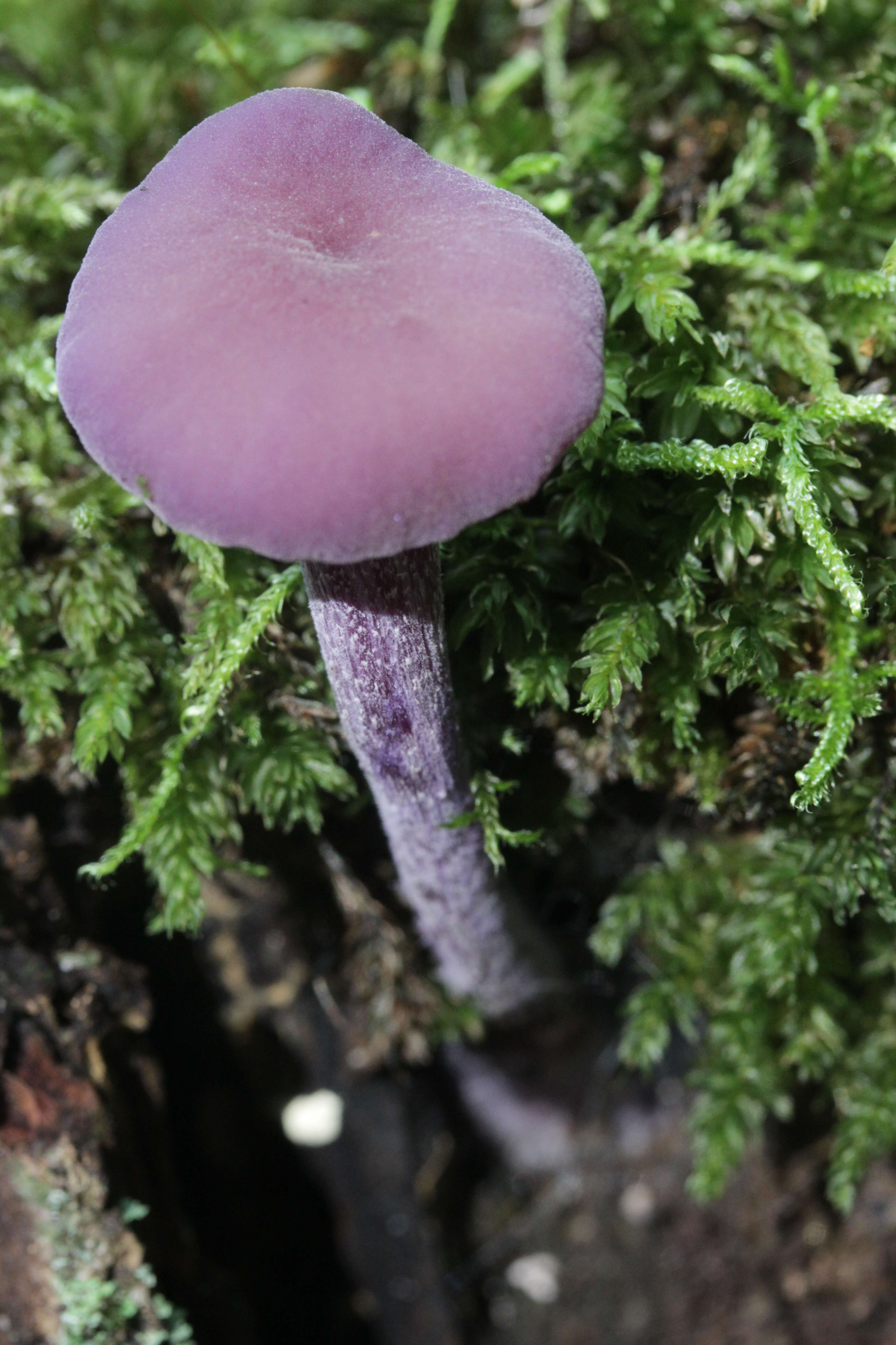 Image of Laccaria amethystina Cooke 1884