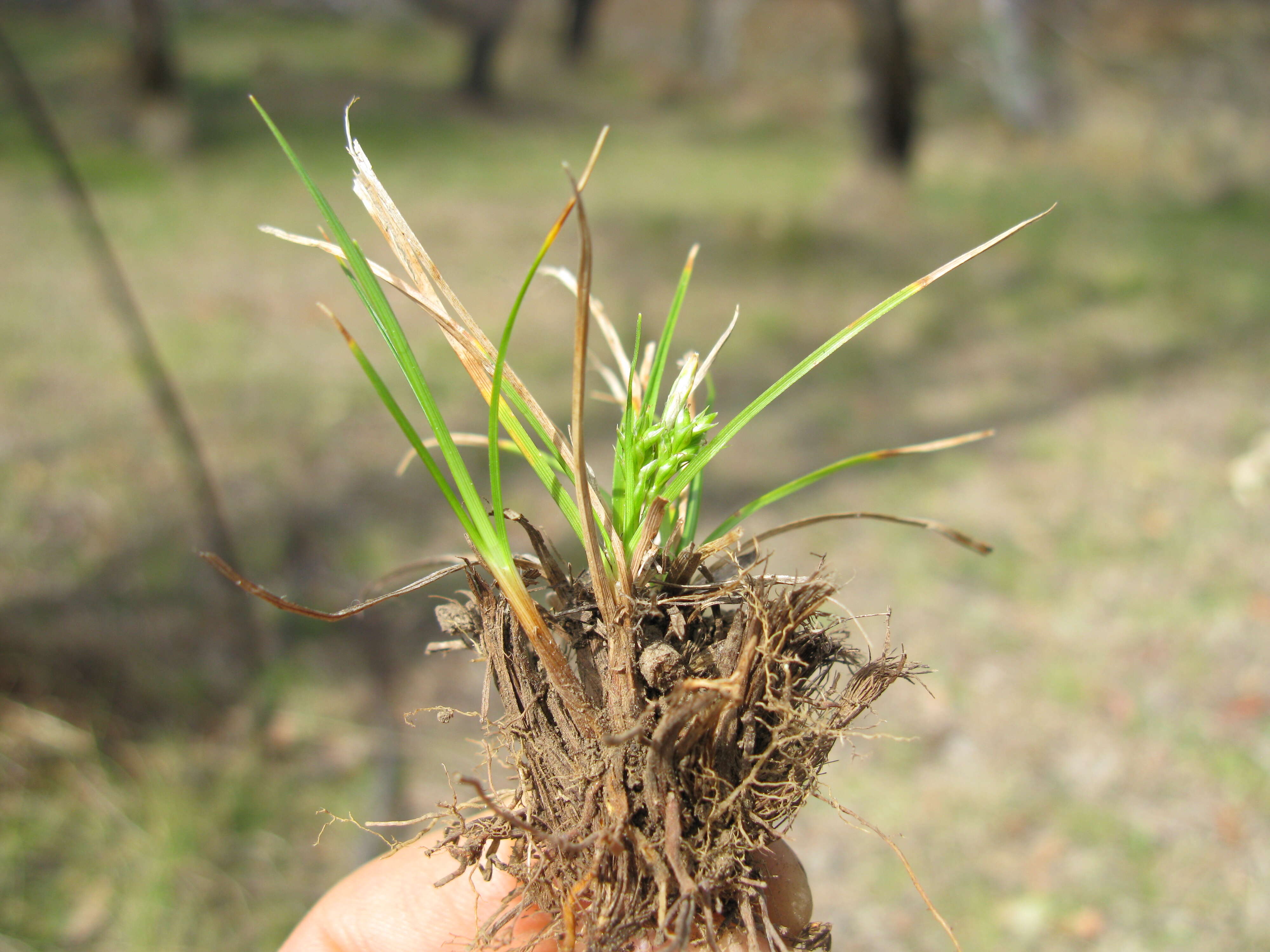 Image of Asian shortstem sedge