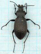 Image of Carabus (Oreocarabus) hortensis Linnaeus 1758