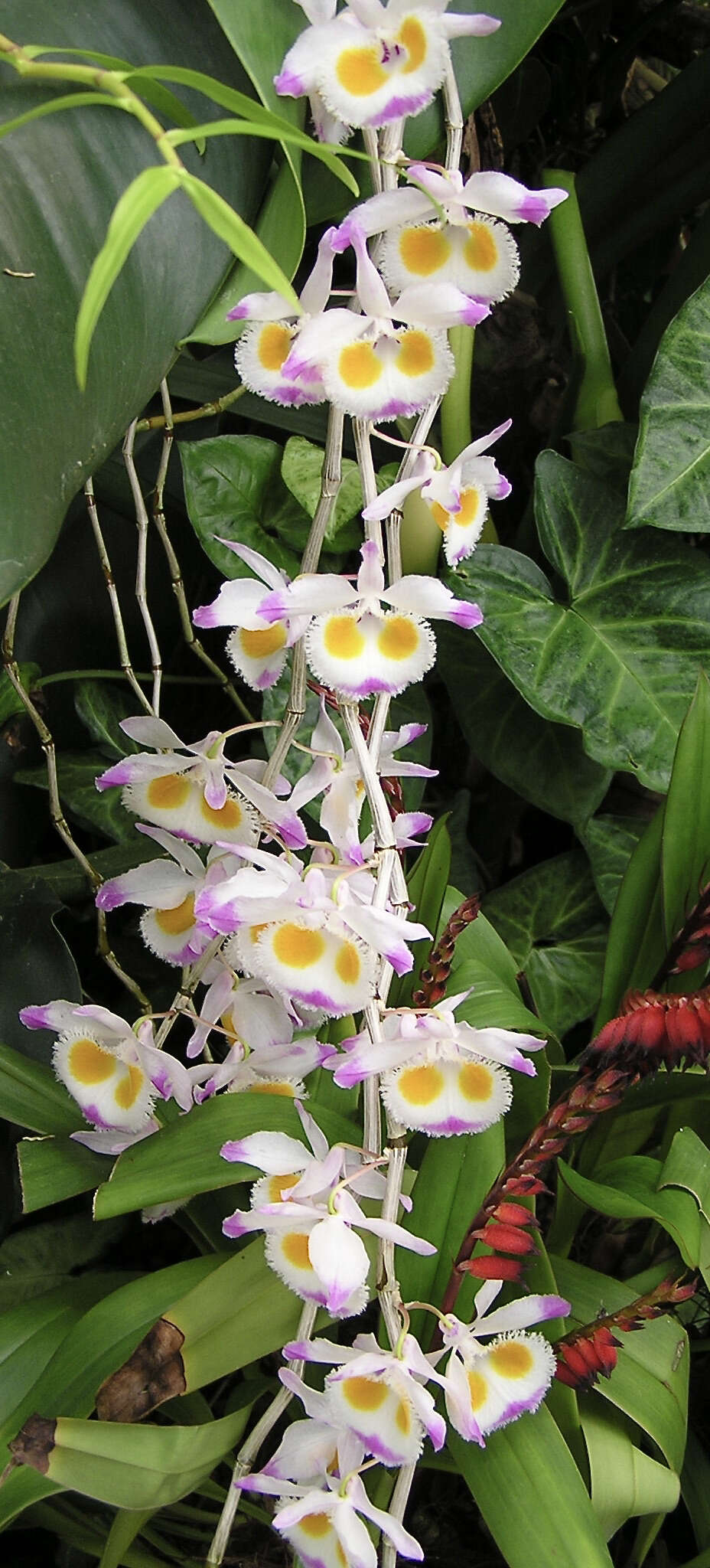 Image of Dendrobium devonianum Paxton