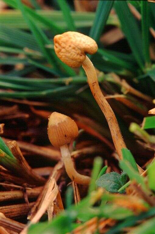 Plancia ëd Psilocybe semilanceata (Fr.) P. Kumm. 1871