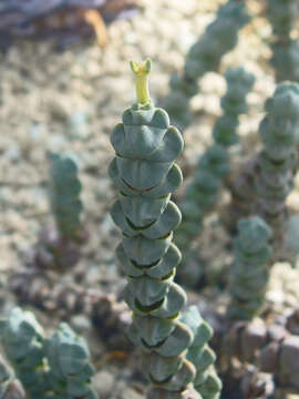 Image of Crassula deceptor Schönl. & Baker fil.