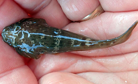 Image of New Zealand lumpfish