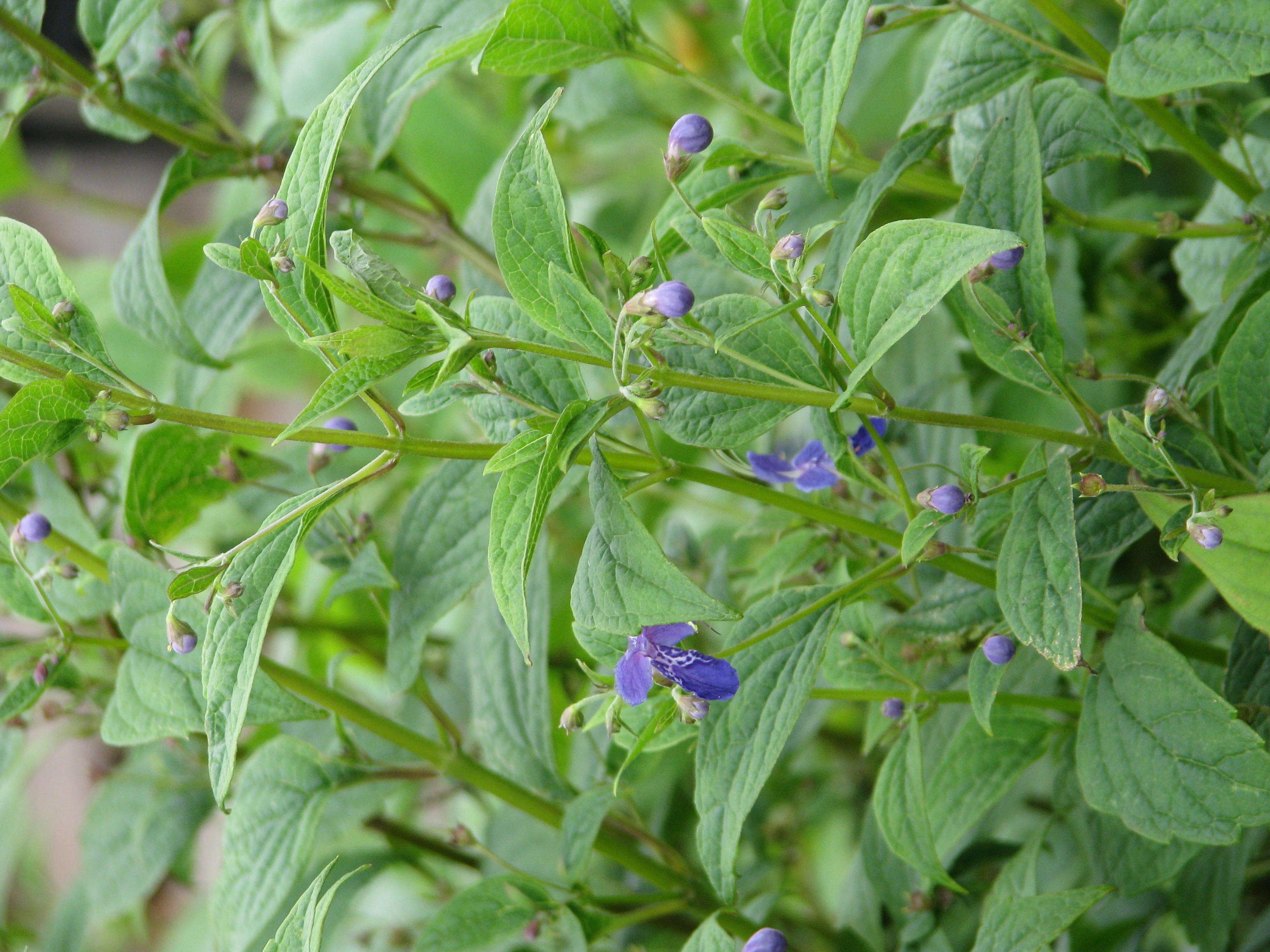 Imagem de Tripora divaricata (Maxim.) P. D. Cantino