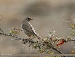 Image of Black-throated Thrush