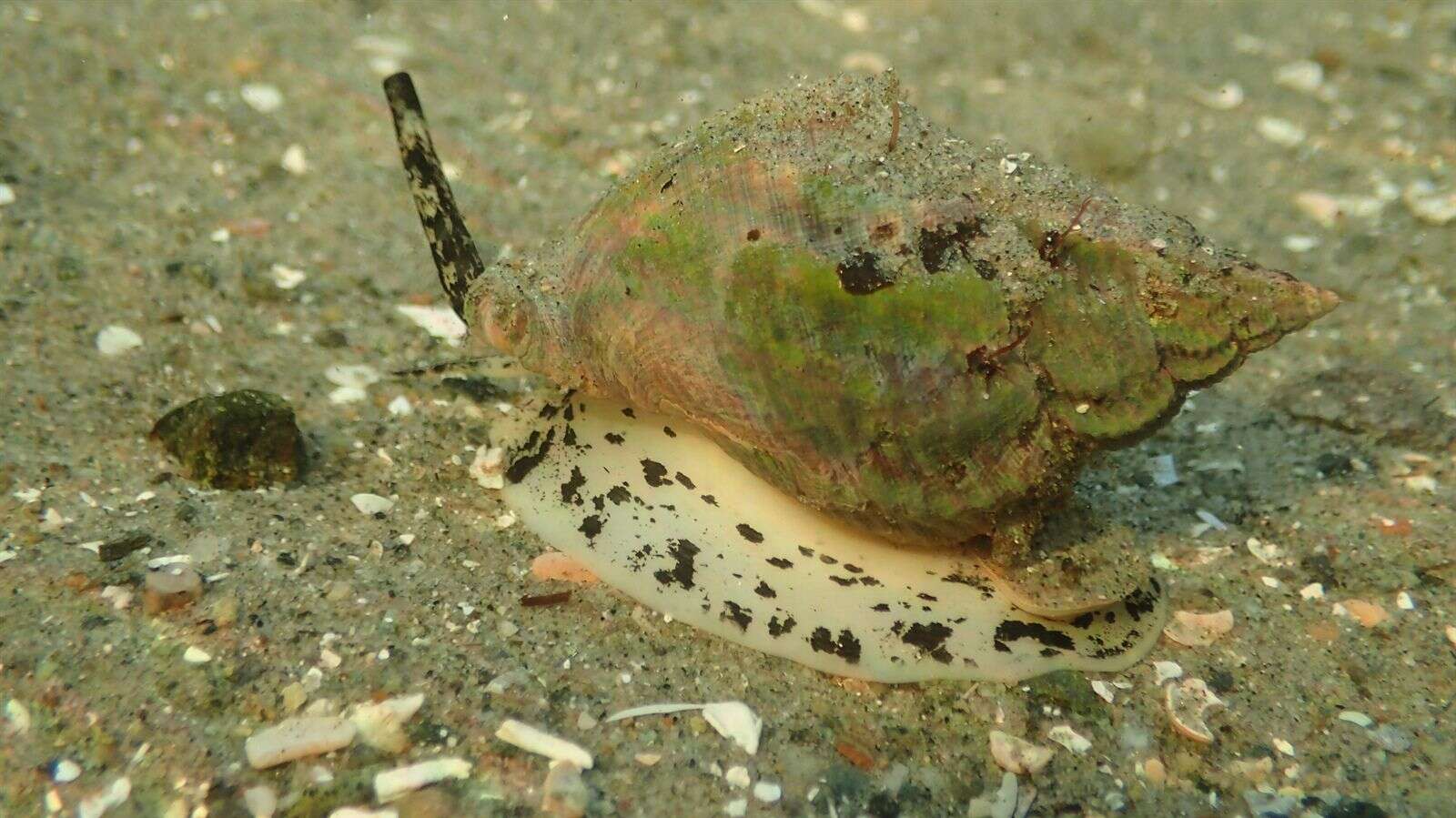 Image of Common whelk