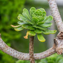 Imagem de Aeonium dodrantale