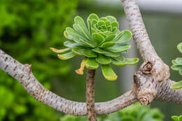 Imagem de Aeonium dodrantale