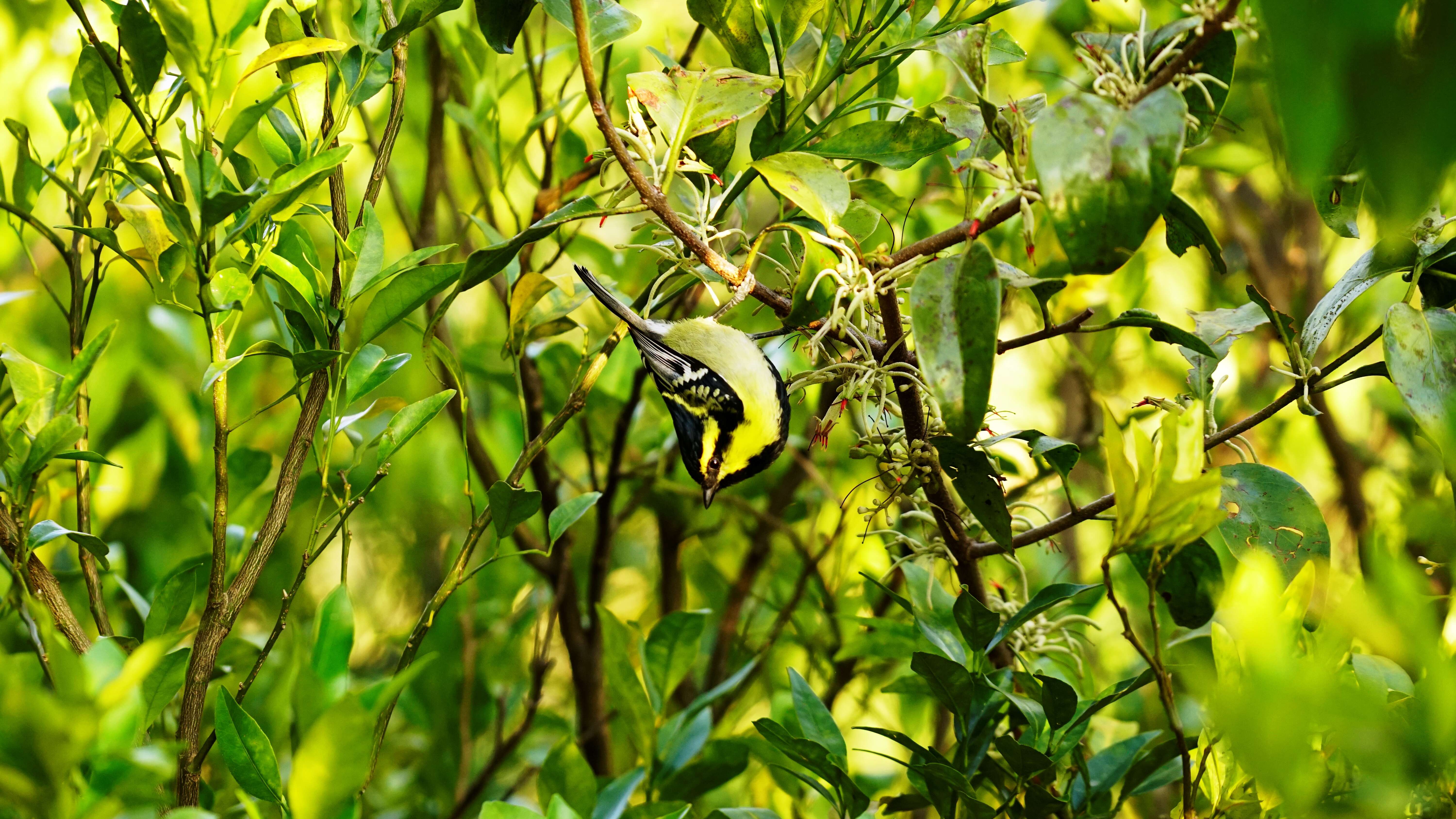 Image of Black-lored Tit