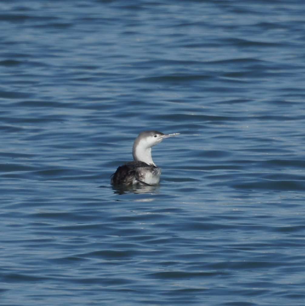 Image of Red-throated Diver