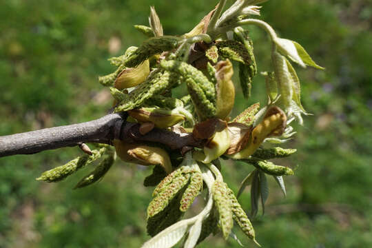 Image of nutmeg hickory