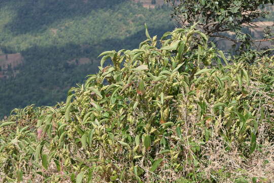 Imagem de Strobilanthes callosa Wall. ex Nees